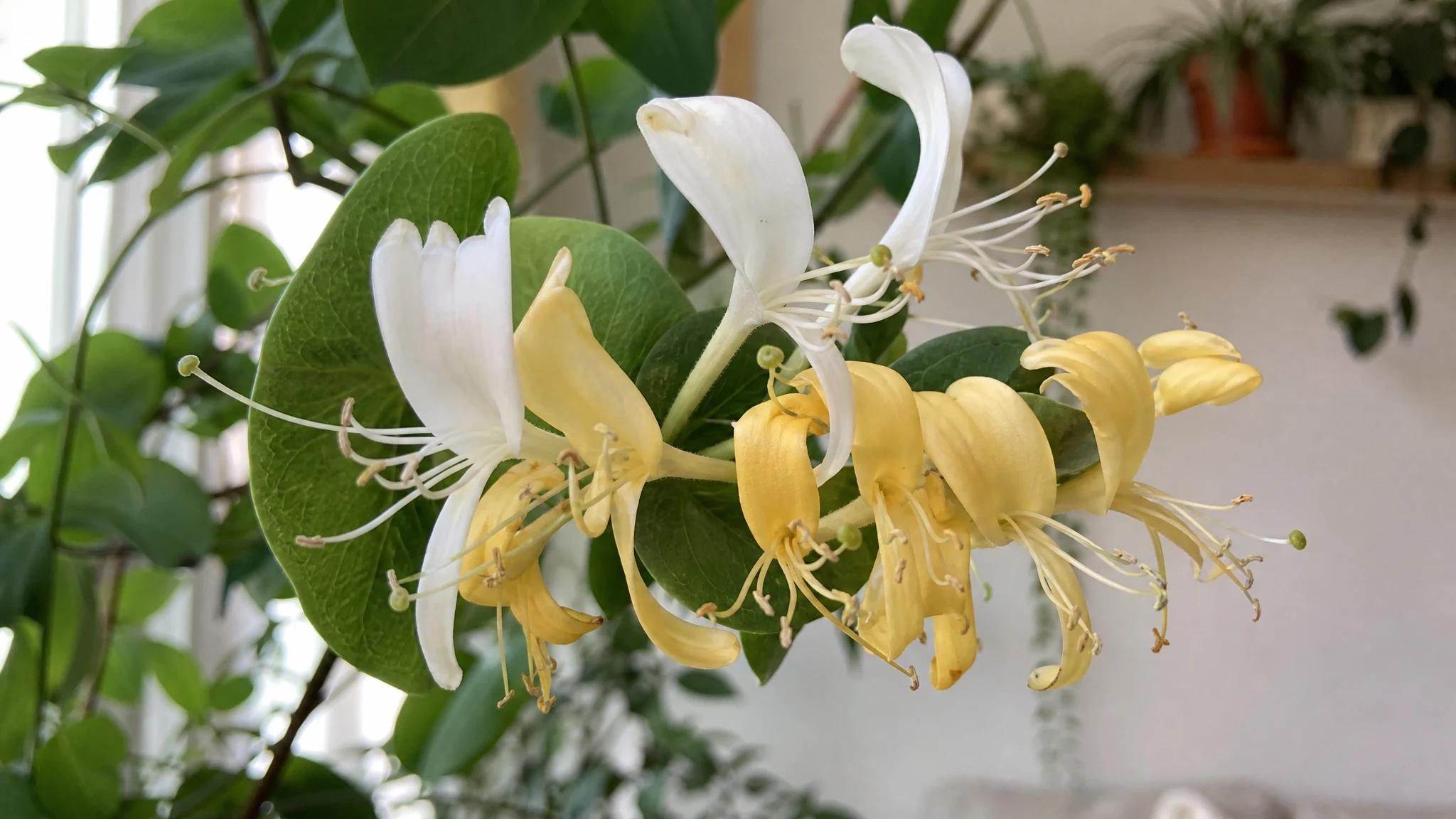 Honeysuckle Absolute Composition: What Studies Report