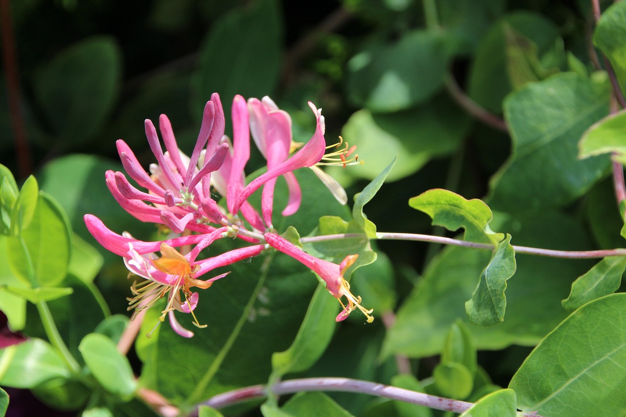 Honeysuckle Absolute Price Guide: Why True Florals Cost More