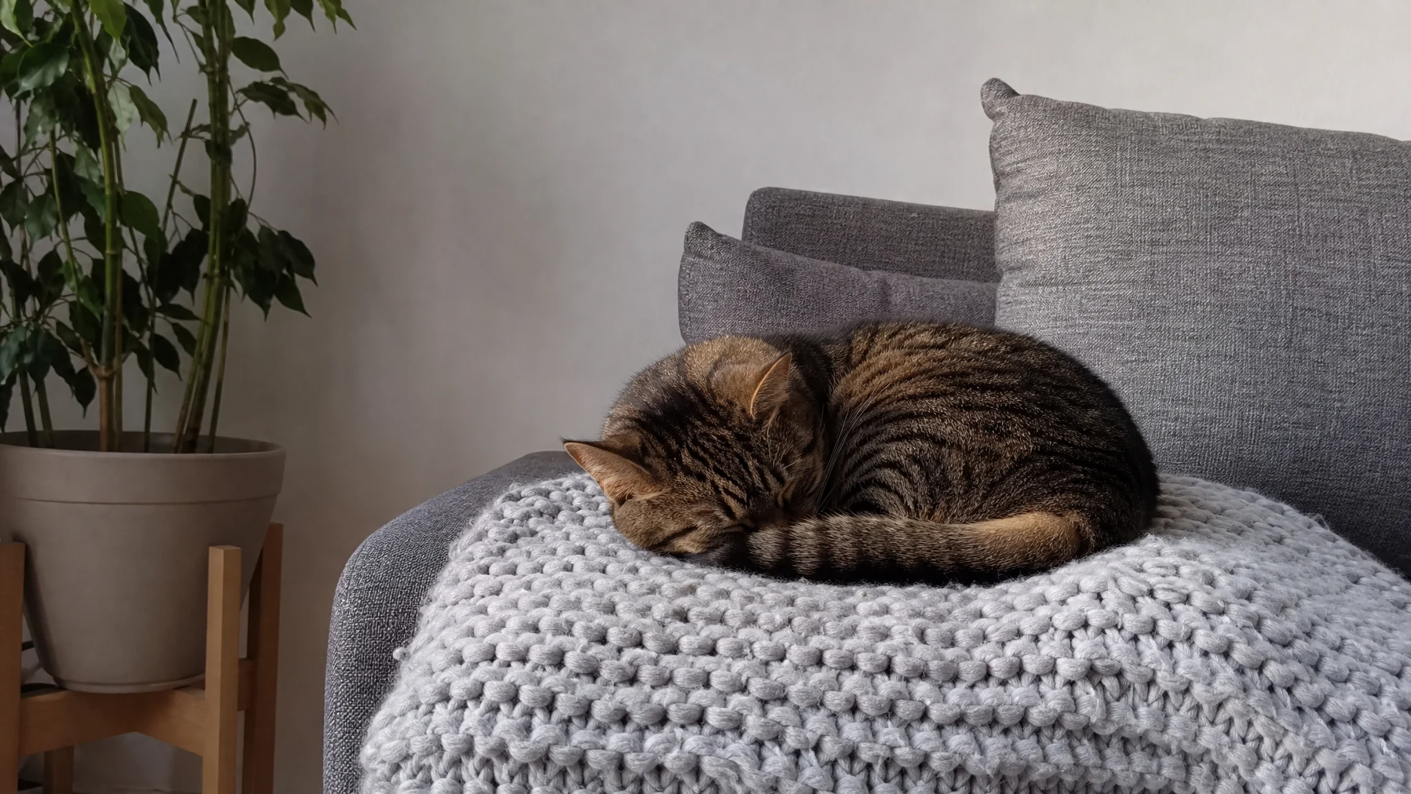 Honeysuckle Oil Around Dogs and Cats: What the Sources Cover