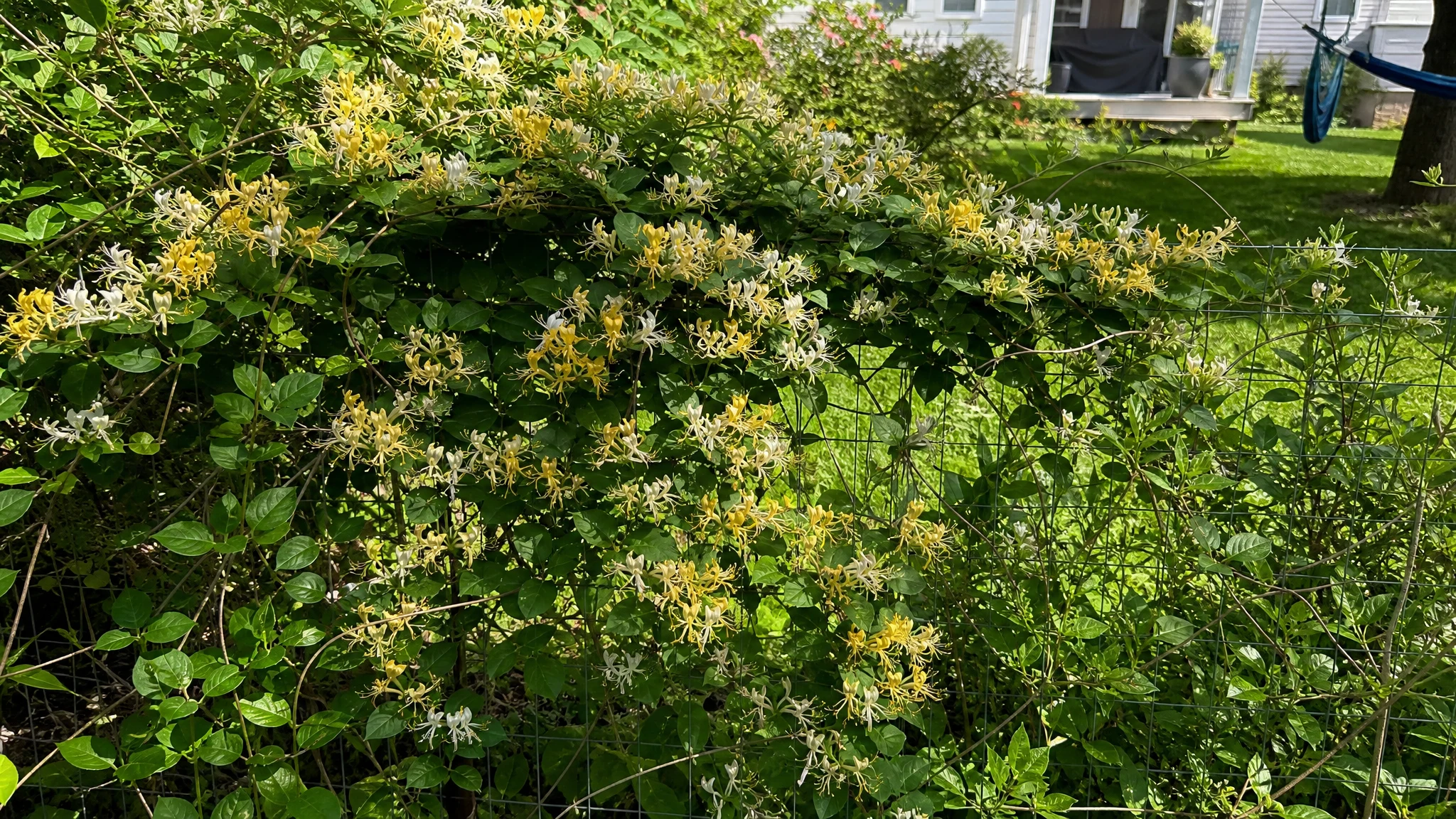 Is Japanese Honeysuckle Invasive? What US Sources Say