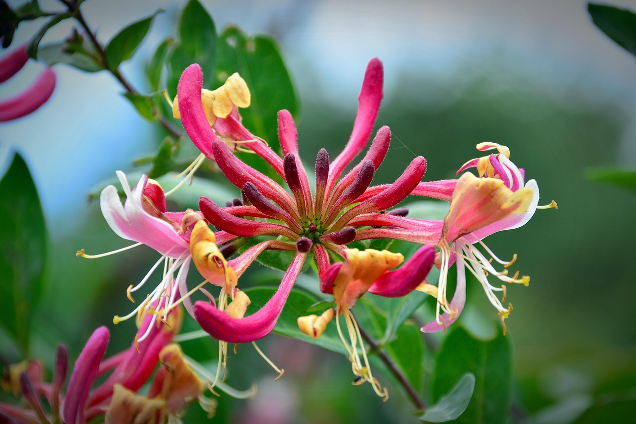 The Symbolism of Honeysuckle: Meaning, Mood, and Modern Ritual