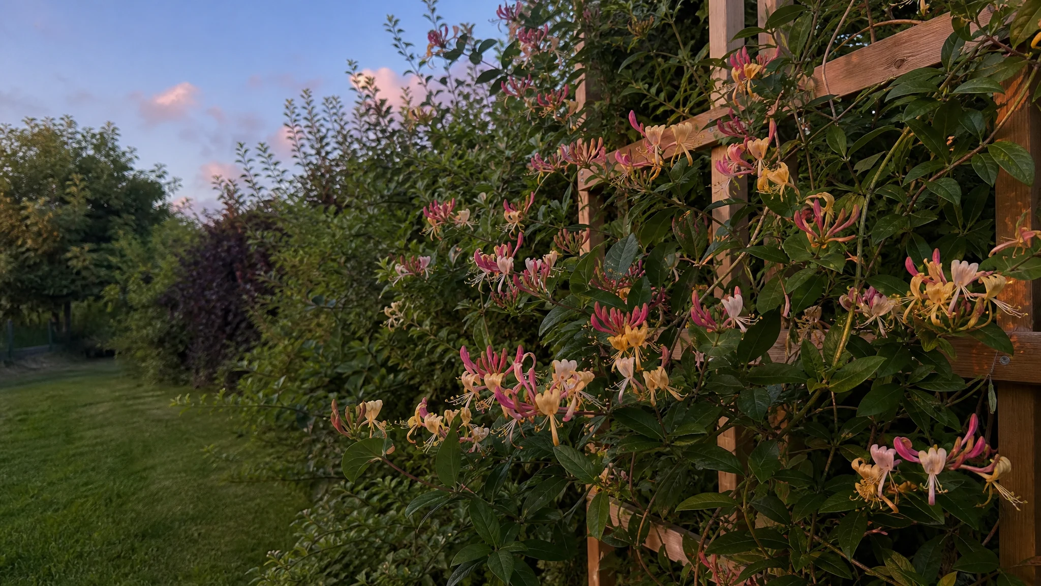 Why Honeysuckle Smells Stronger at Night: What Studies Show